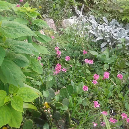 Top Althea * Βάρνα